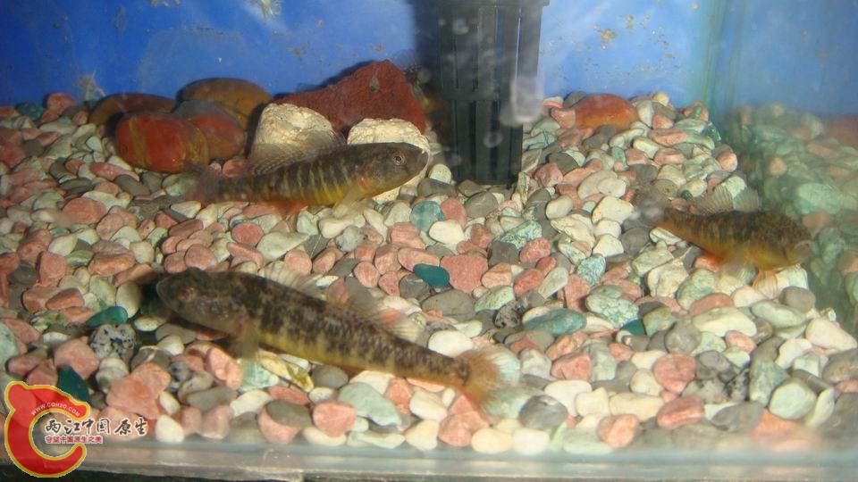 调整大小 DSC00040.JPG