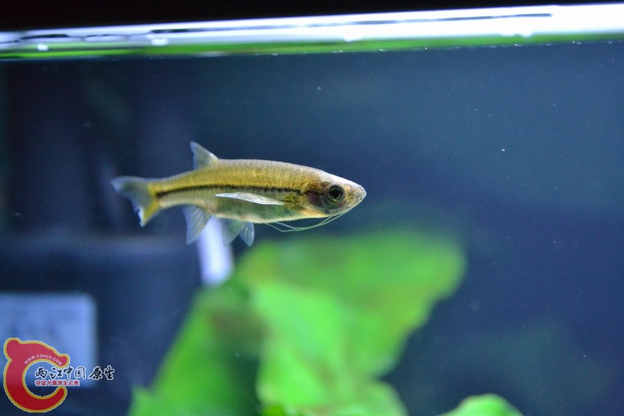 什么鱼？长须丹