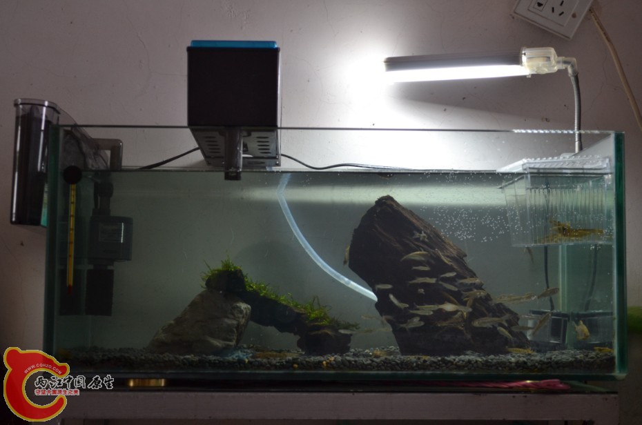 鱼缸.jpg