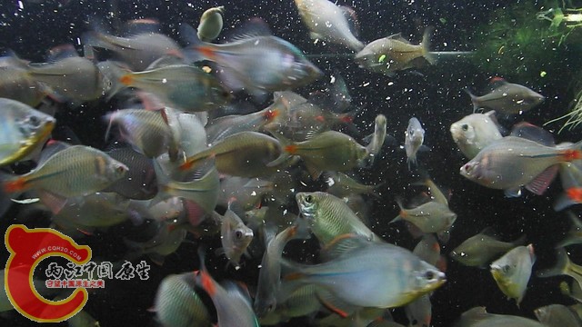暴风截屏20110403172458-x.JPG