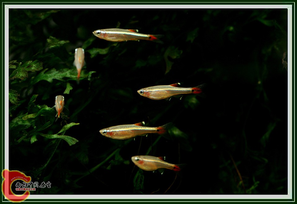 金丝鱼011.jpg