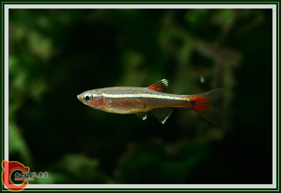 金丝鱼013.jpg
