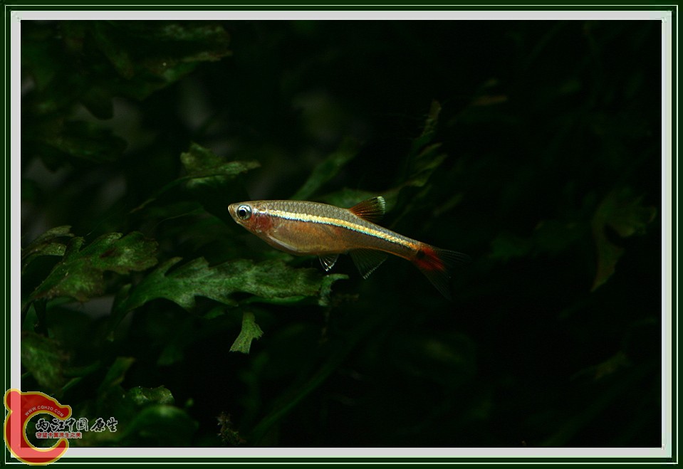 金丝鱼016.jpg