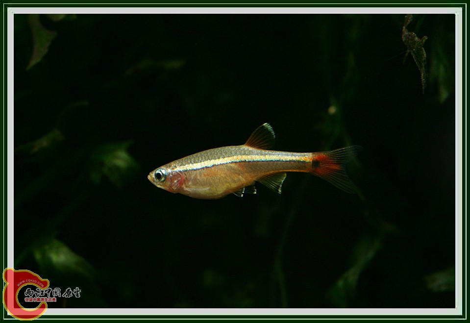 金丝鱼017.jpg