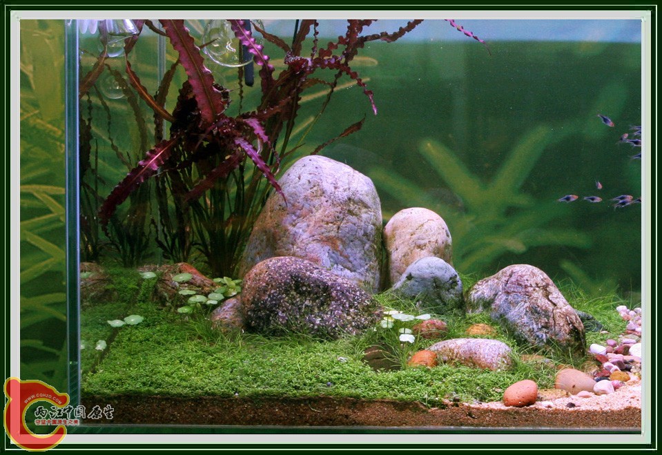 tgm_arcadia_aquascape1.jpg