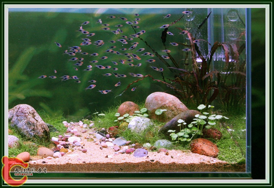 tgm_arcadia_aquascape3.jpg