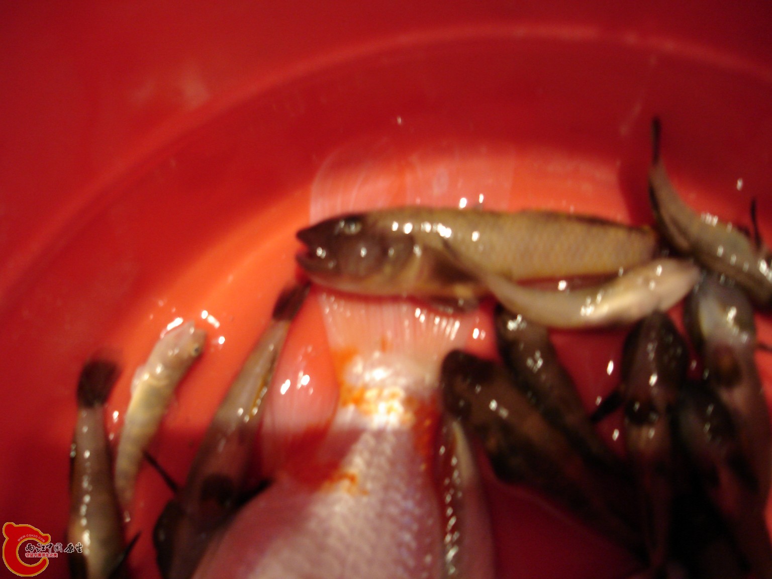 conew_dsc08953.jpg