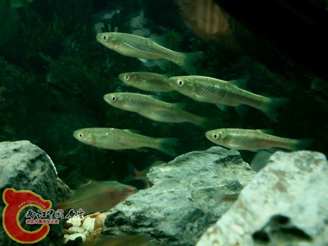 DSC00296.JPG