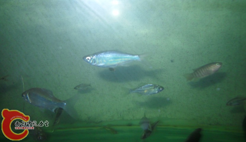 大丹？波纹丹？