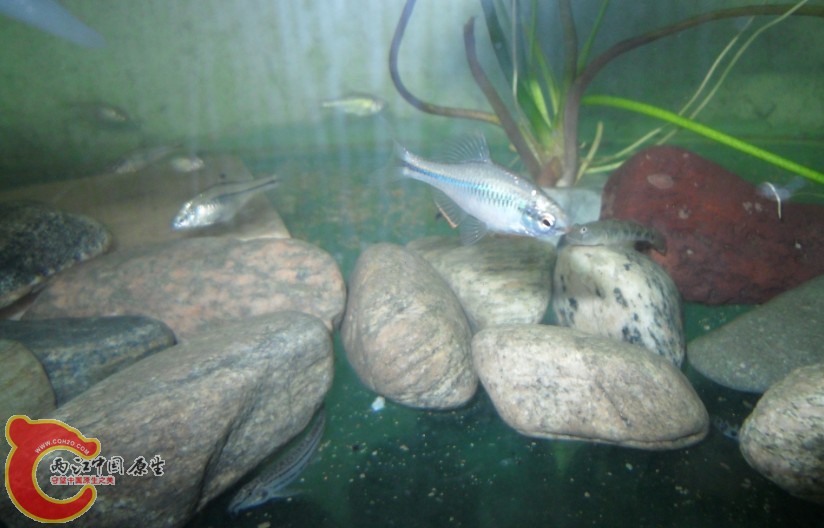 粗纹暗色鳑鲏，采集于安徽淮河边的