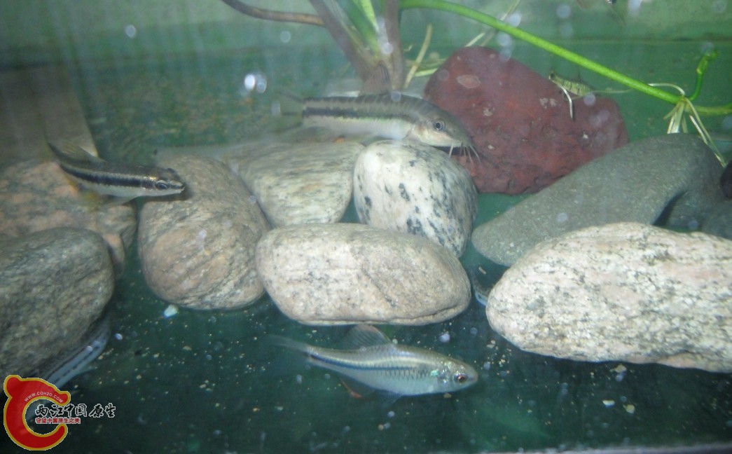 美丽小条鳅 小鳈
