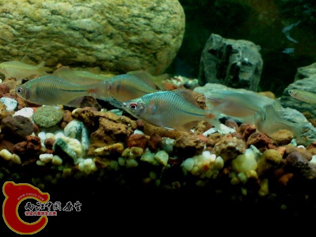 DSC00085.JPG