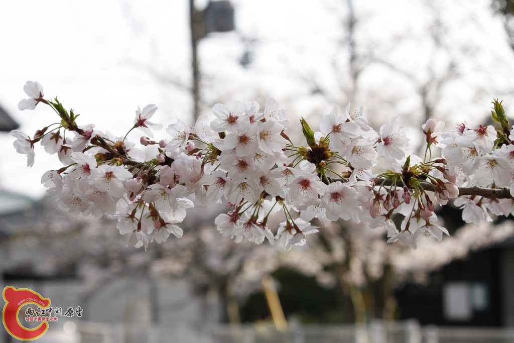_MG_3556.jpg