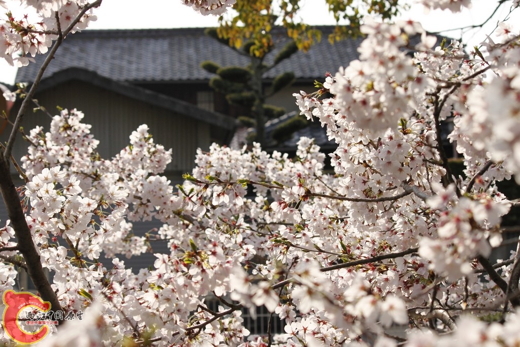 _MG_3557.jpg