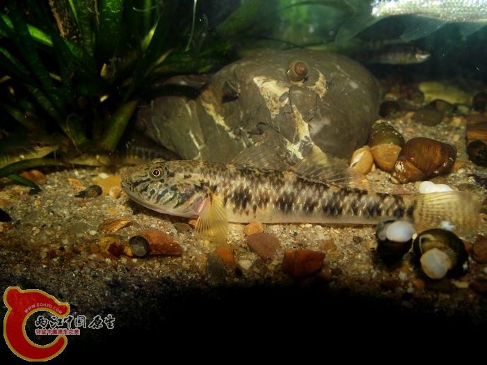 DSCF3617.jpg