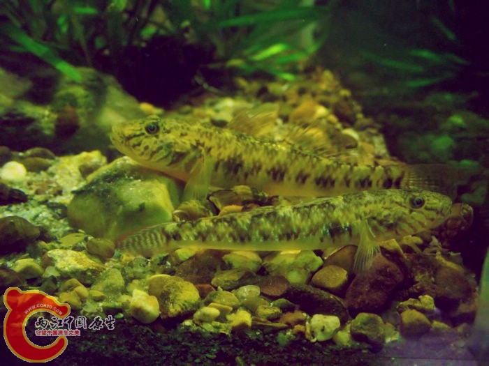 DSCF3613.jpg