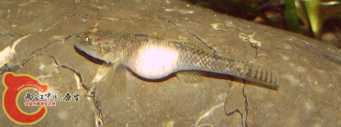 DSCF3461.jpg