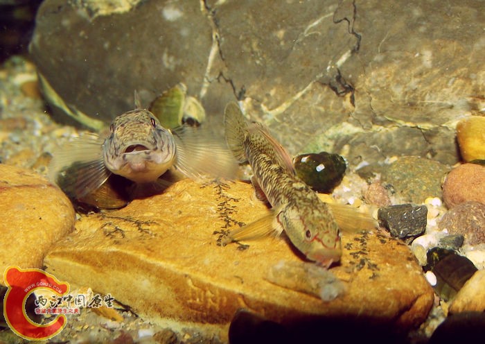 DSCF3538.jpg