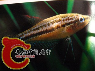 就这鱼