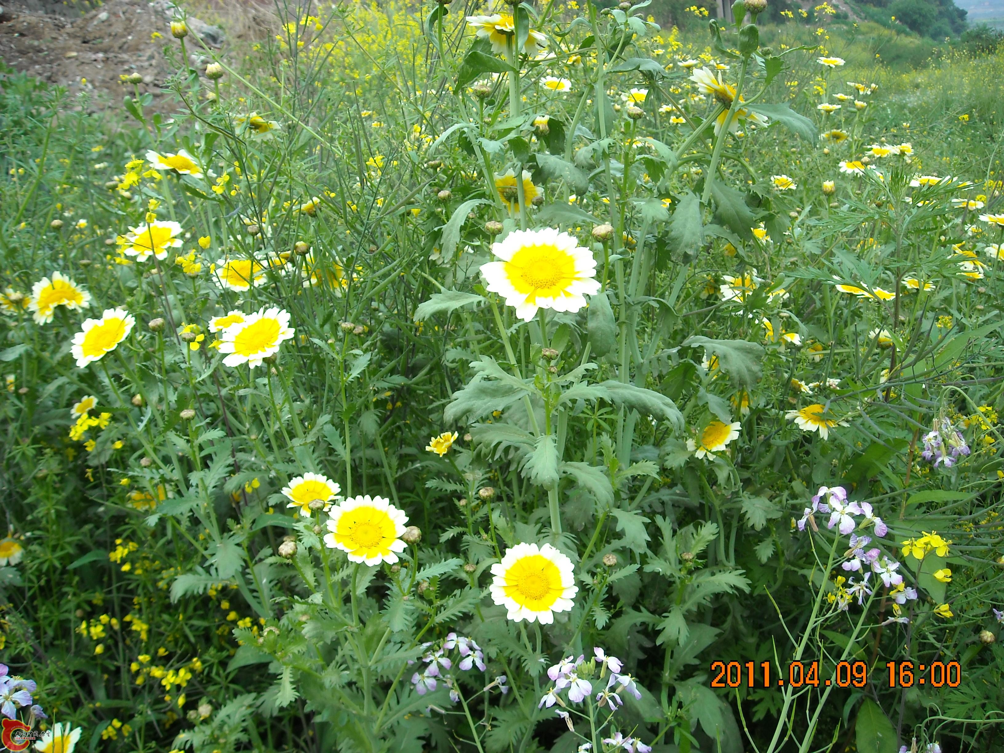DSCN4852.JPG
