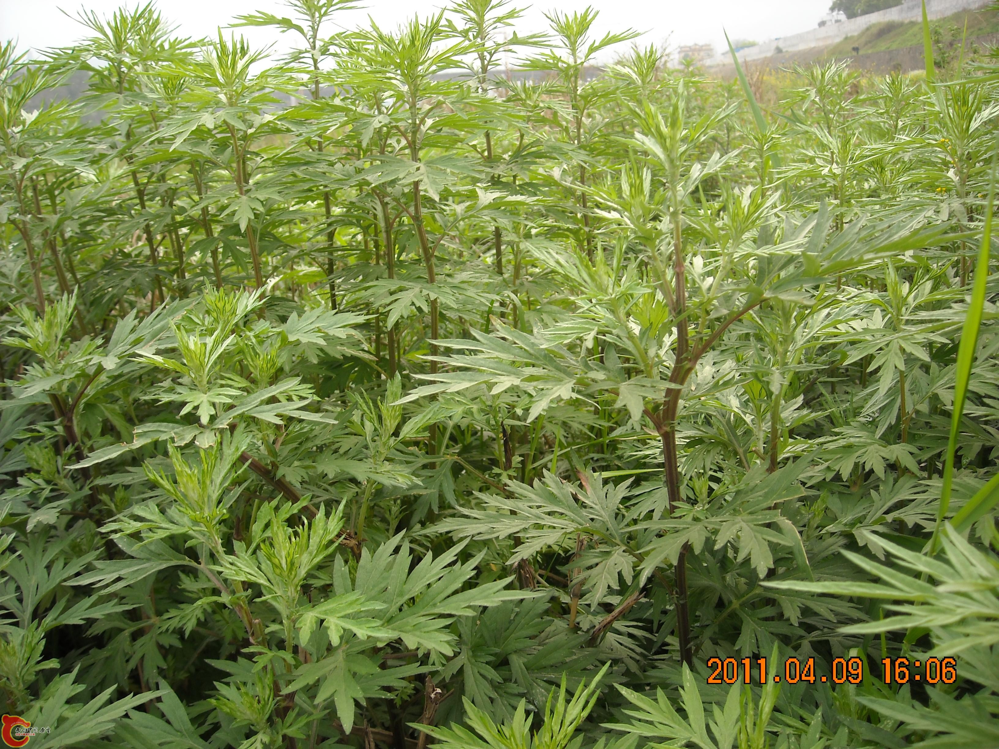 DSCN4862.JPG