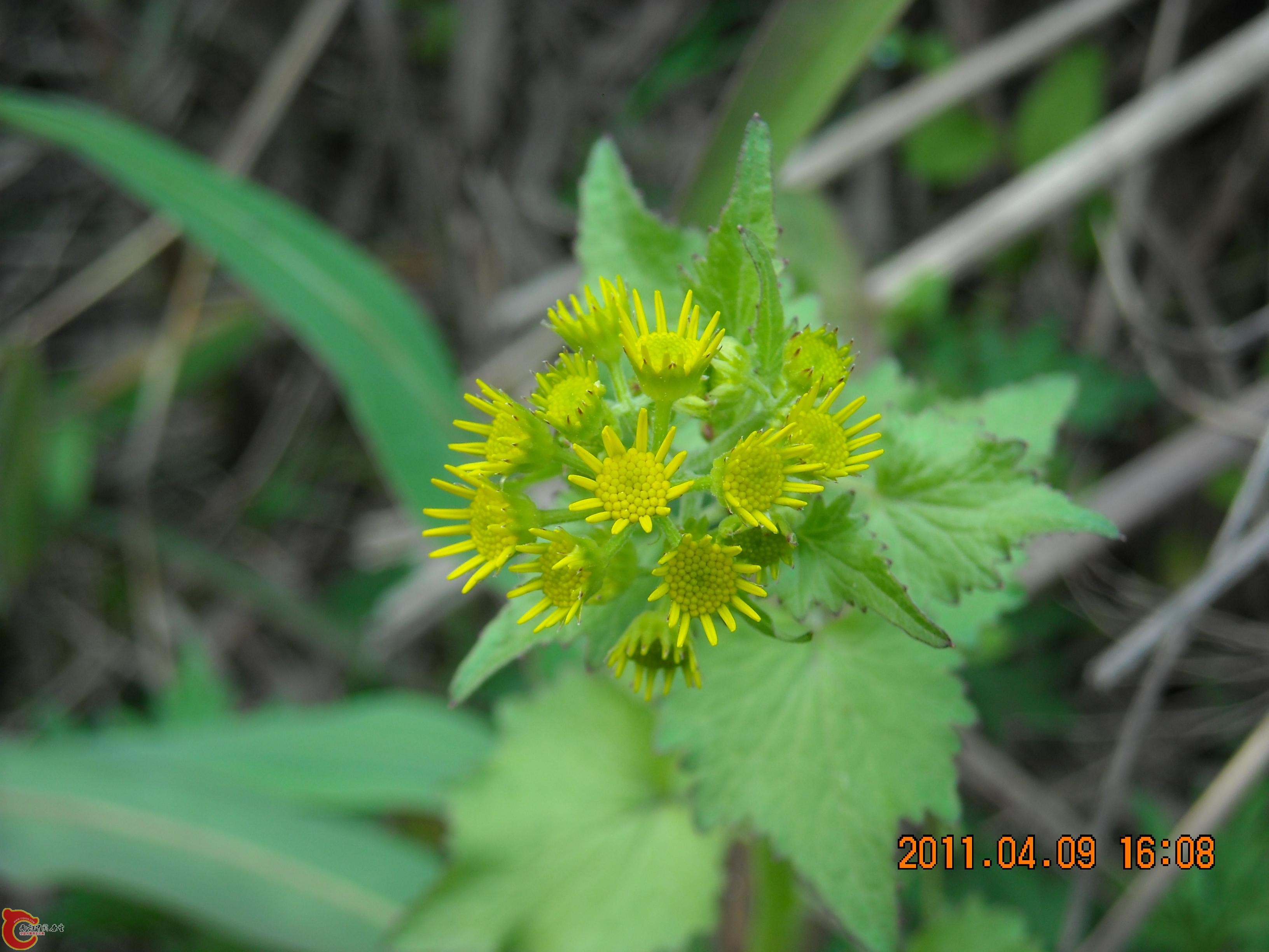 DSCN4867.JPG