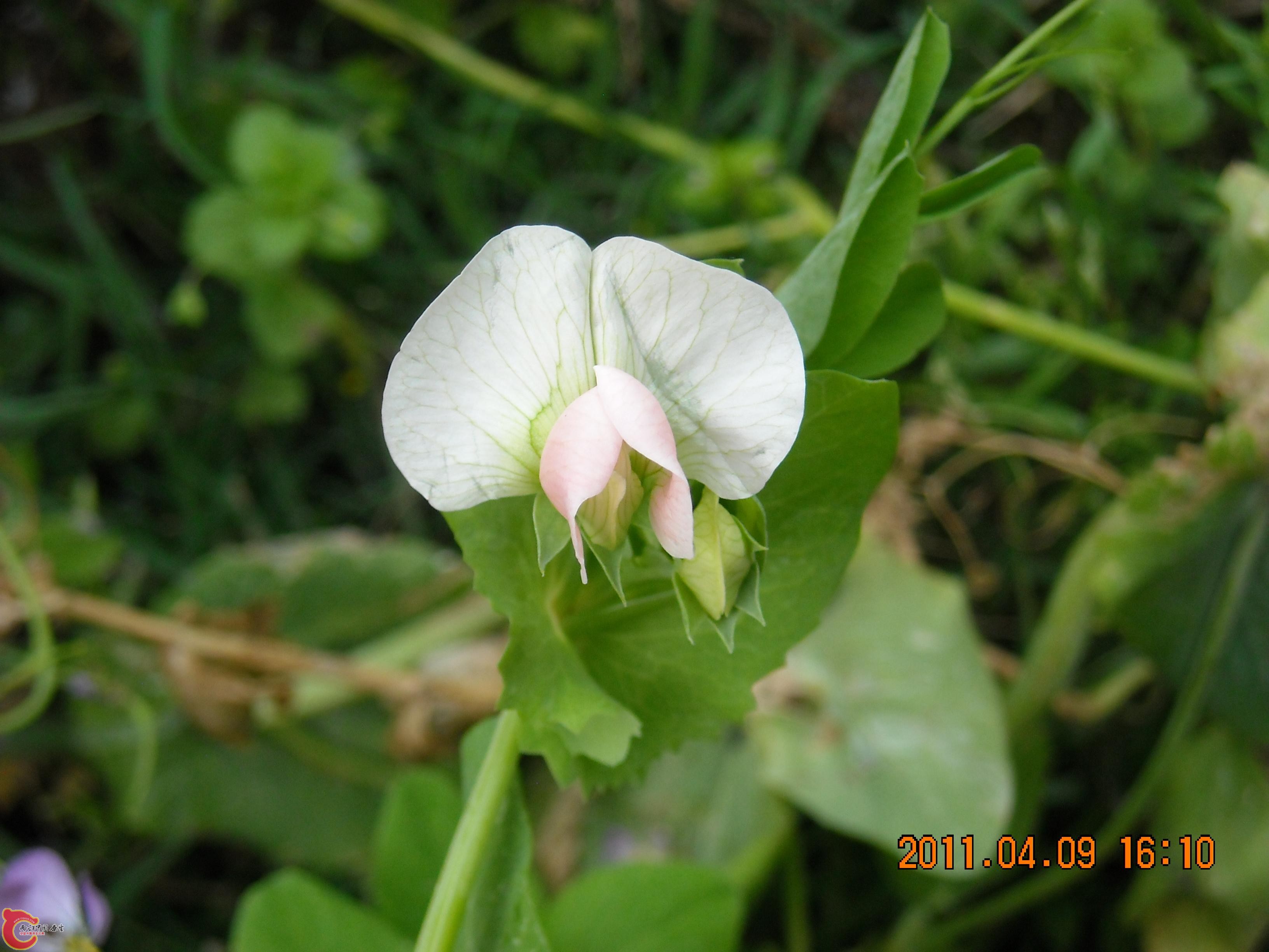 DSCN4871.JPG
