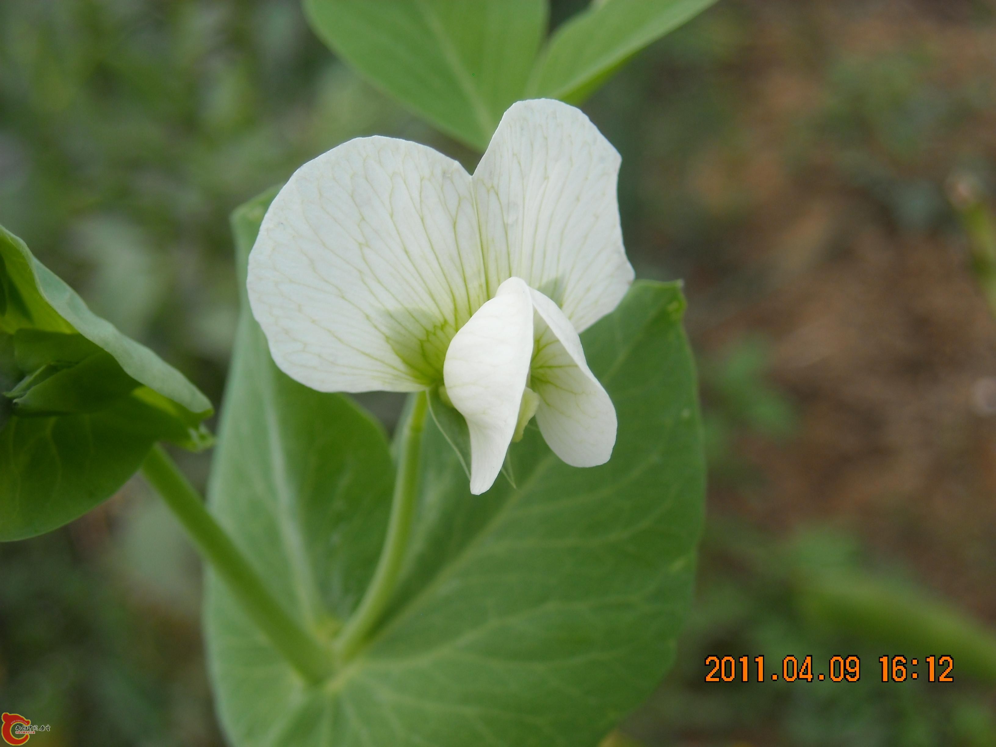 DSCN4874.JPG