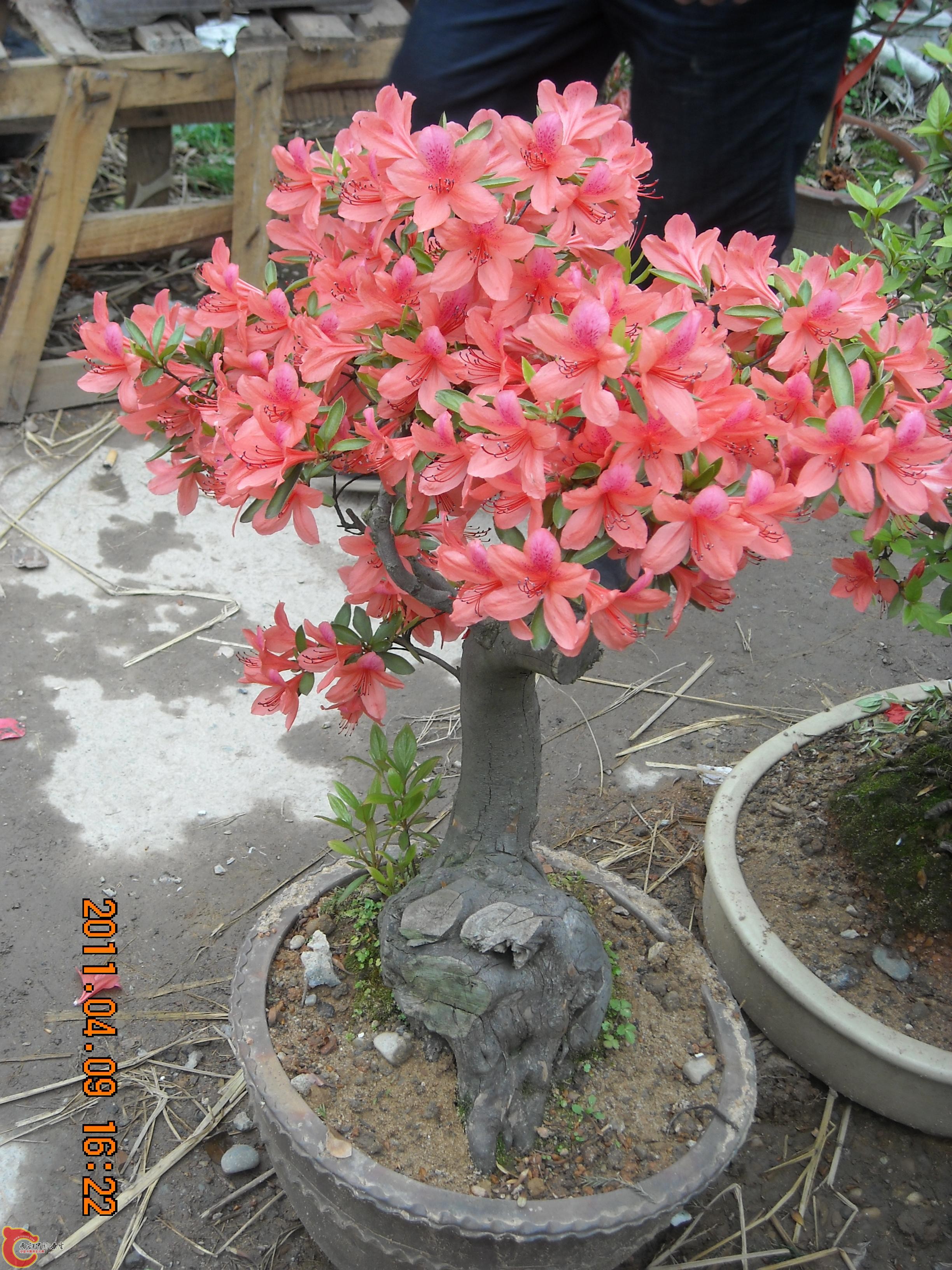DSCN4888.JPG
