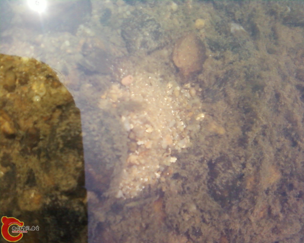 露个小头出来，很傻很天真