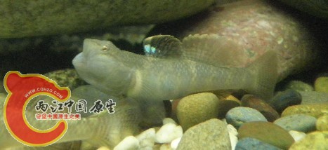 虾虎【波氏吻】