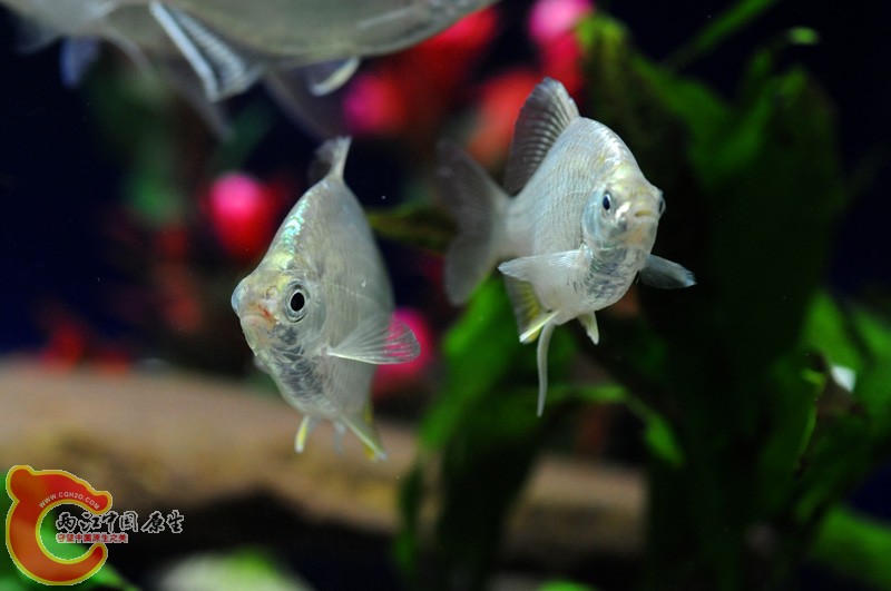 DSC_5582.jpg