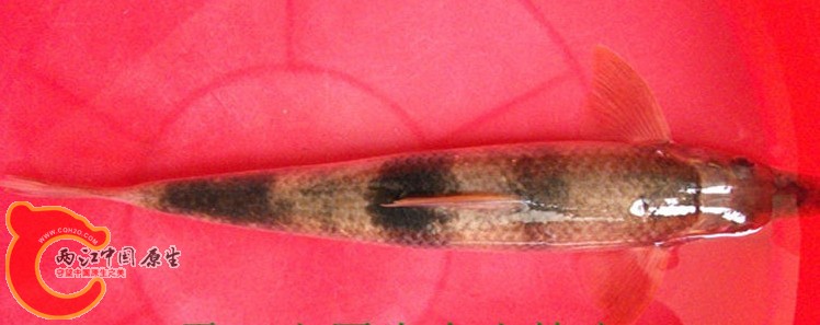 DVT%T16JE5VQL}6FU2D8(OQ.jpg