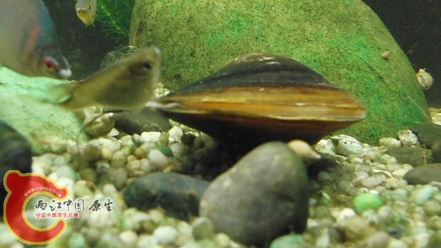 鰟鮍繁殖20110417012330-x.JPG