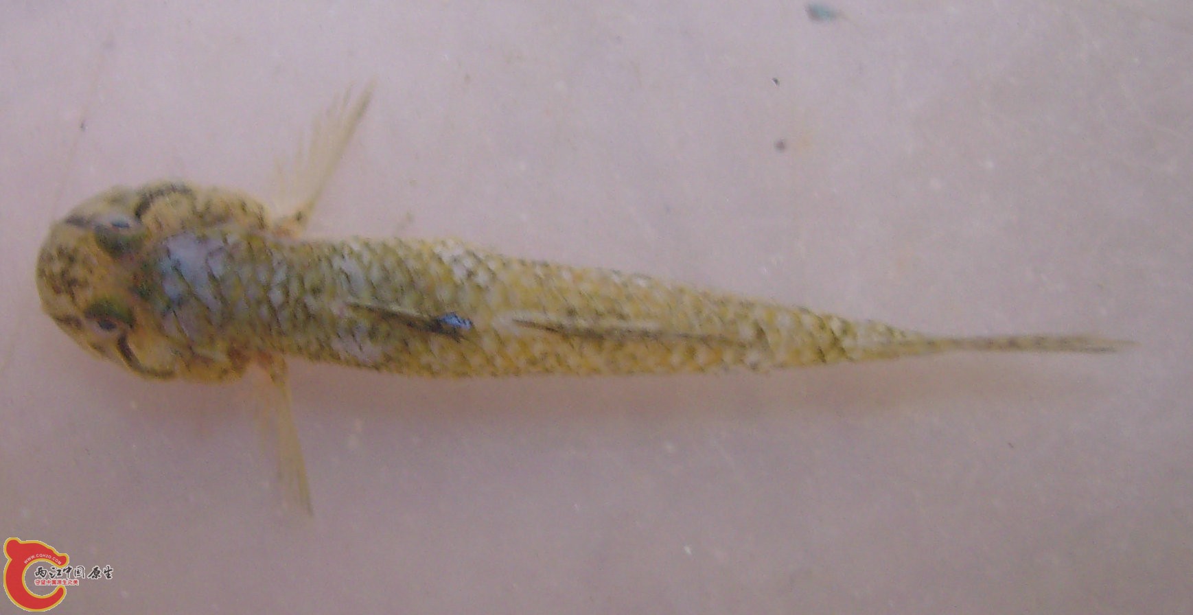 从正面看两边各有一条：眉毛：