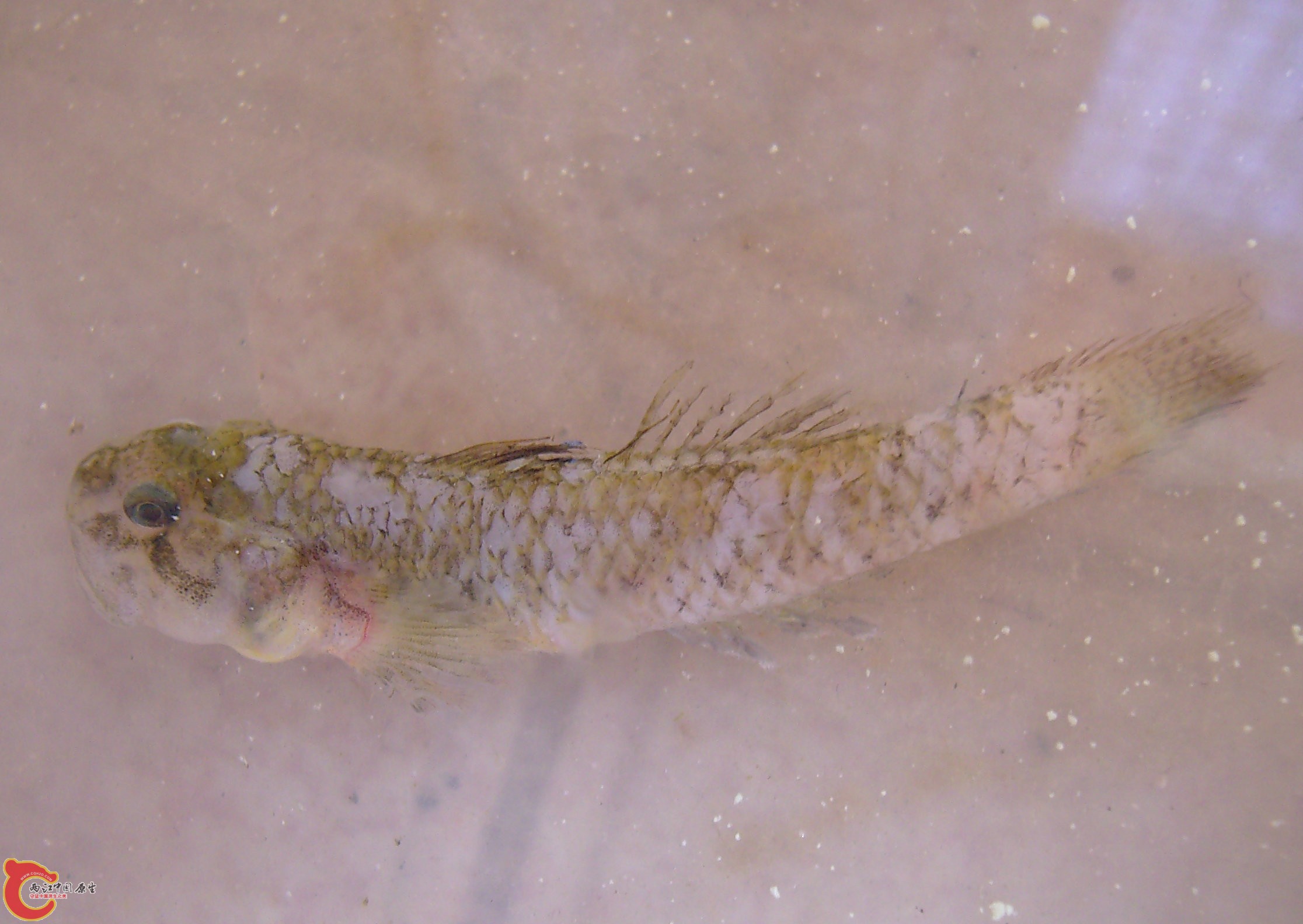 眼睛下方的色斑好象一条眉毛。