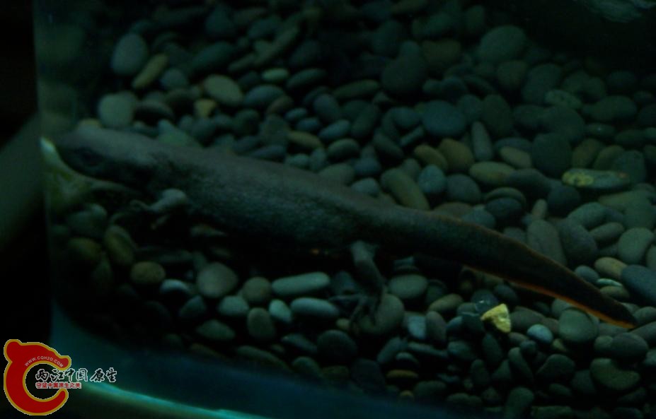 就是为了这个小东西才整的水陆