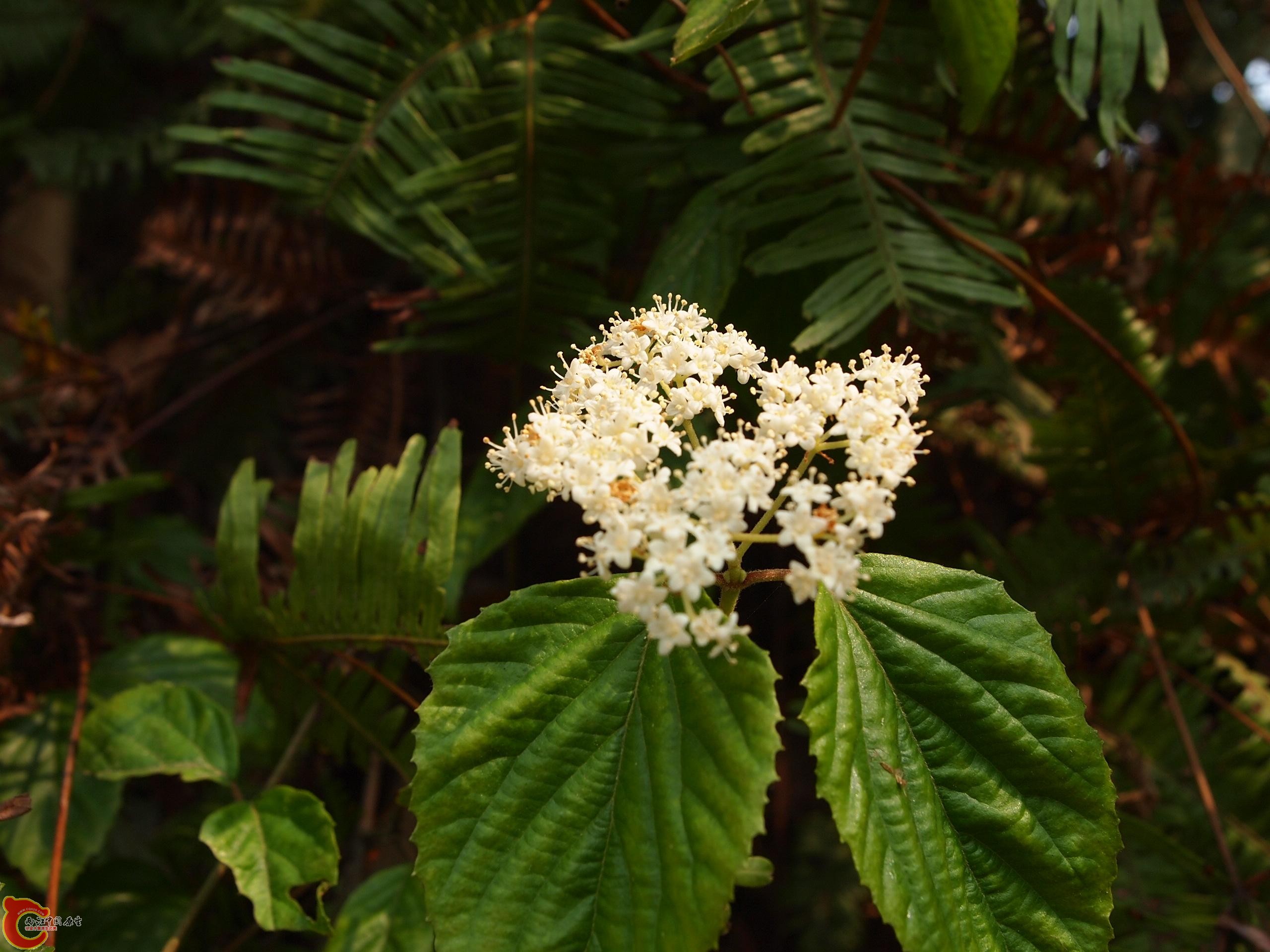 P4160713.JPG