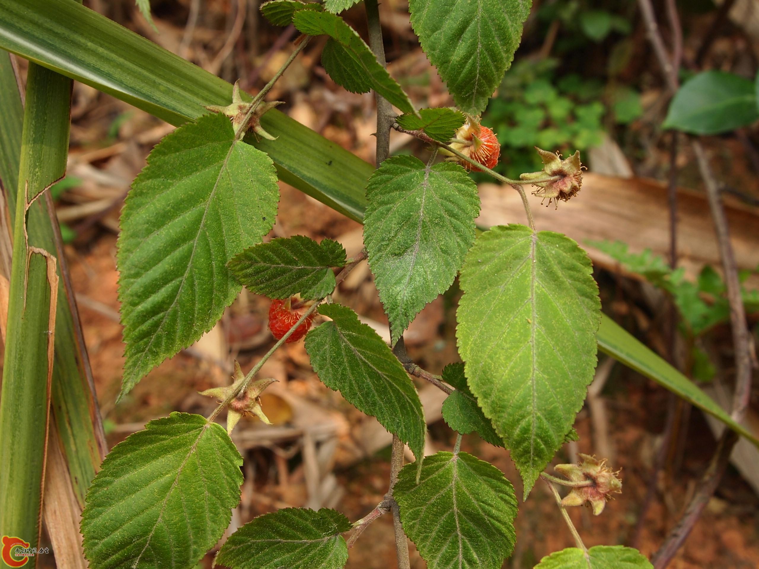 P4160714.JPG