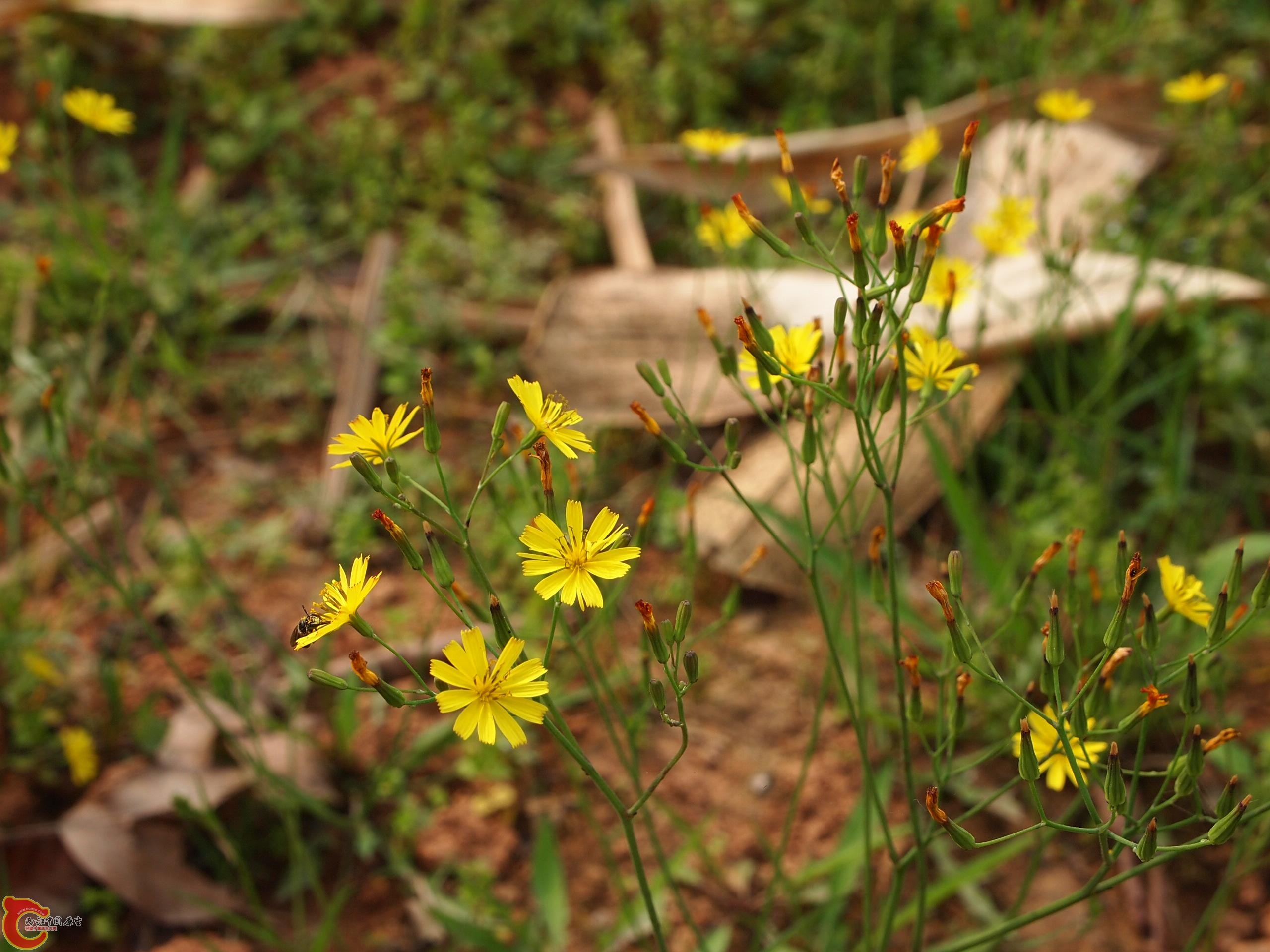 P4160724.JPG