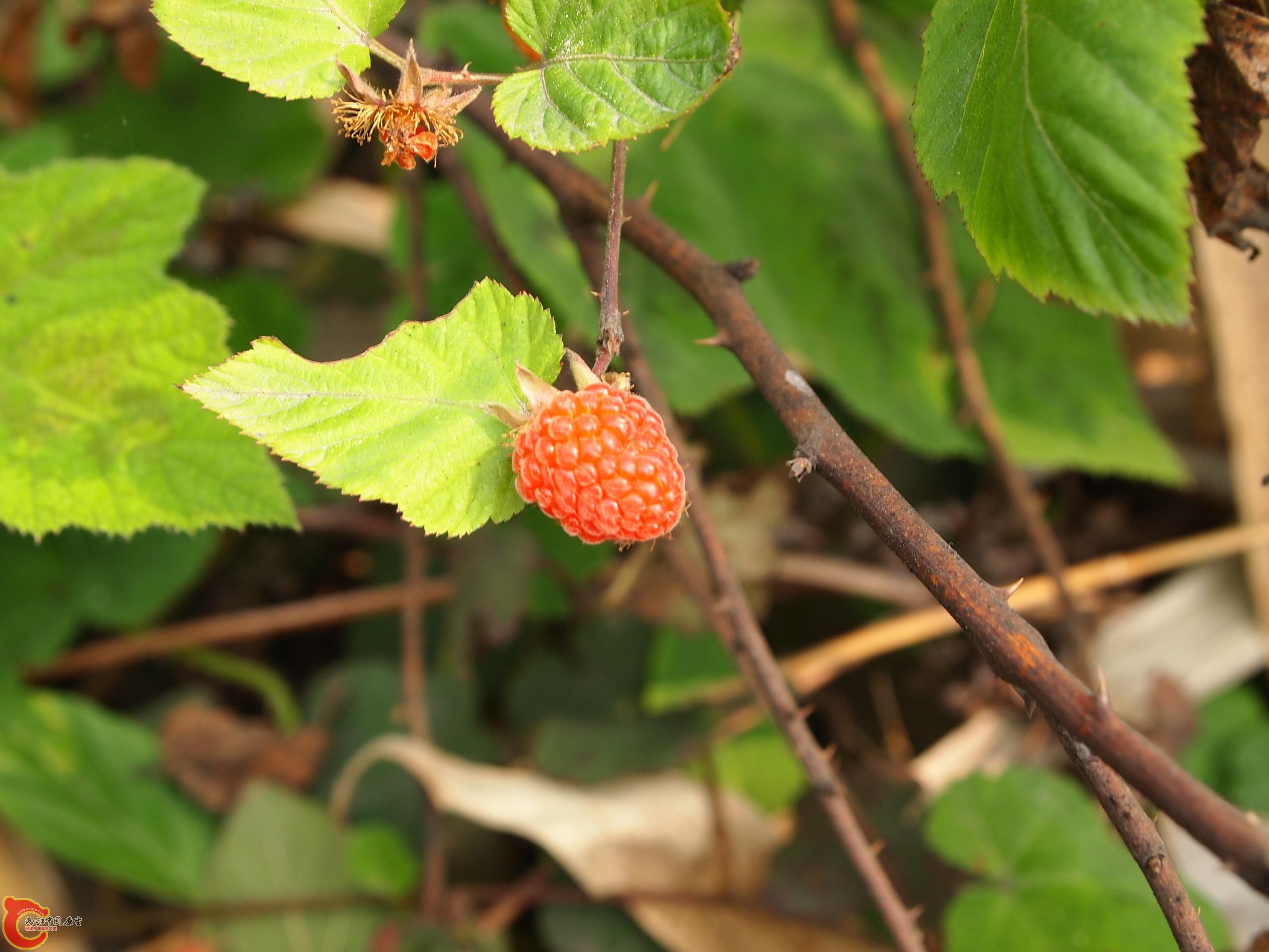 P4160731.JPG