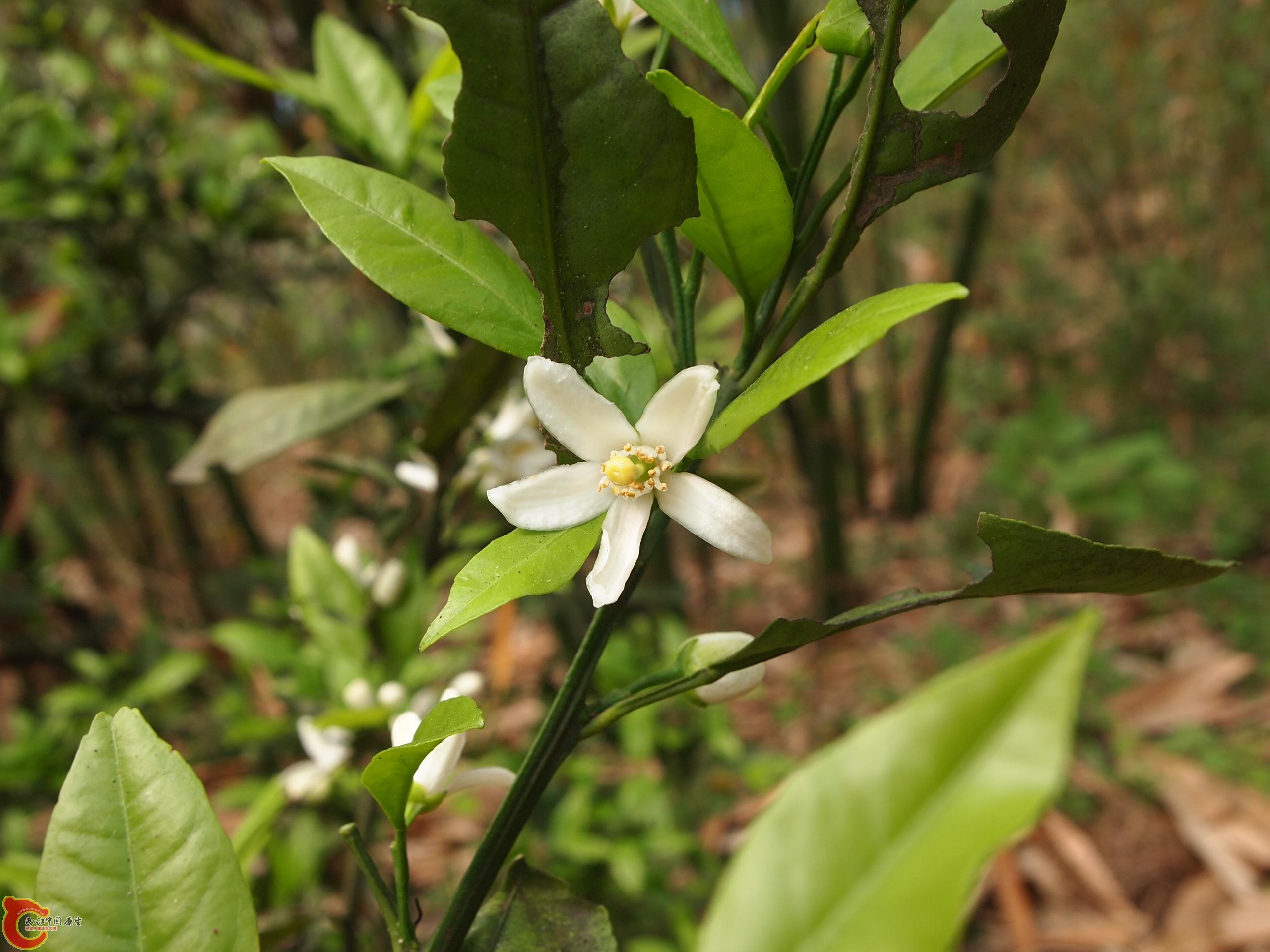 P4160742.JPG