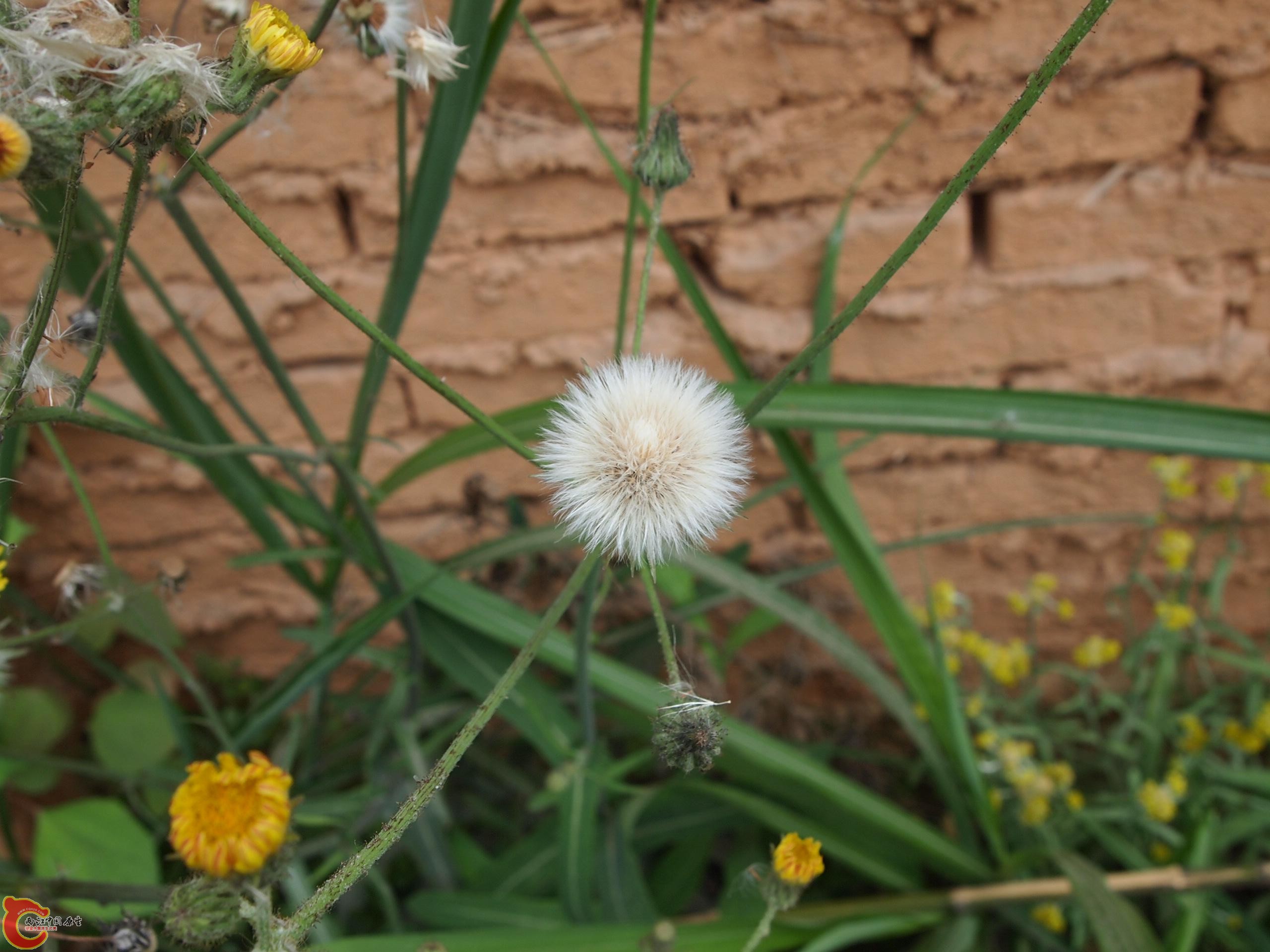 P4160746.JPG