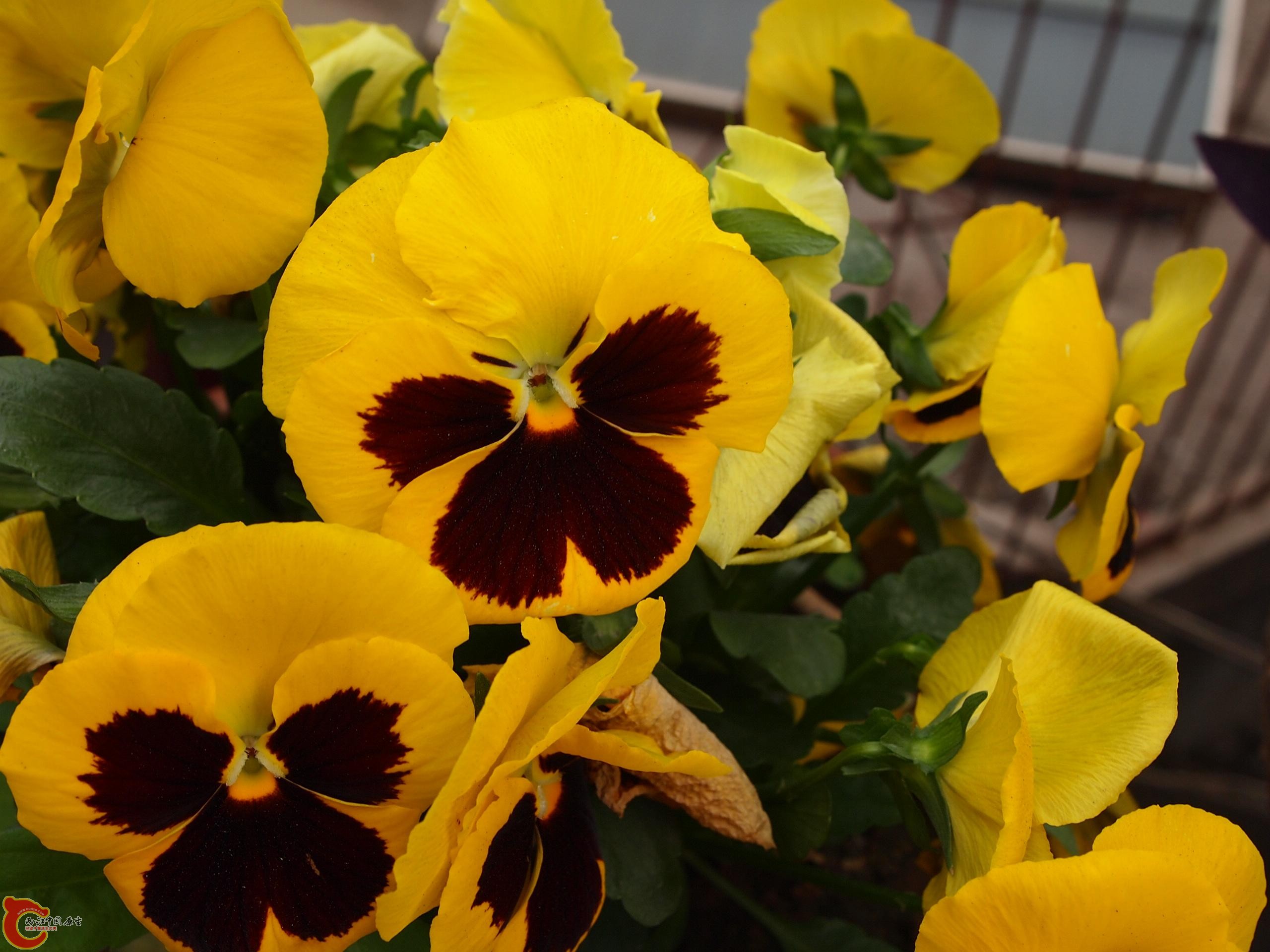 P4160751.JPG