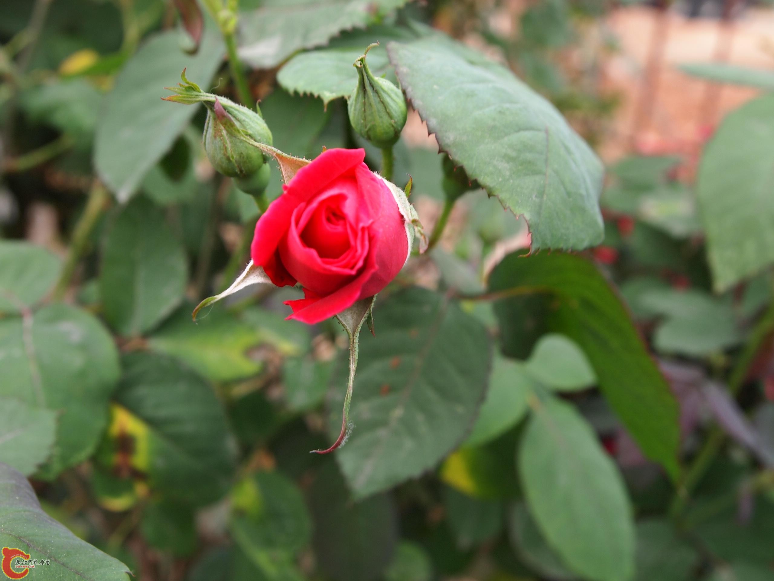 P4160757.JPG