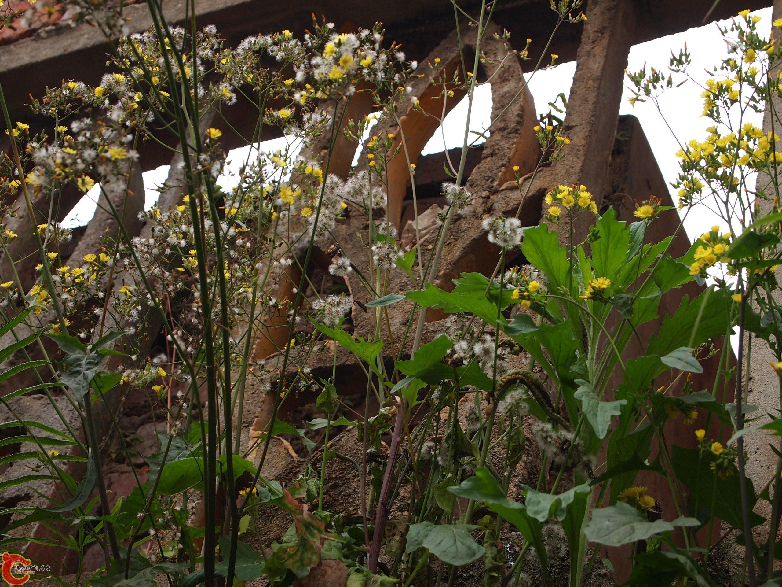 P4160759.JPG