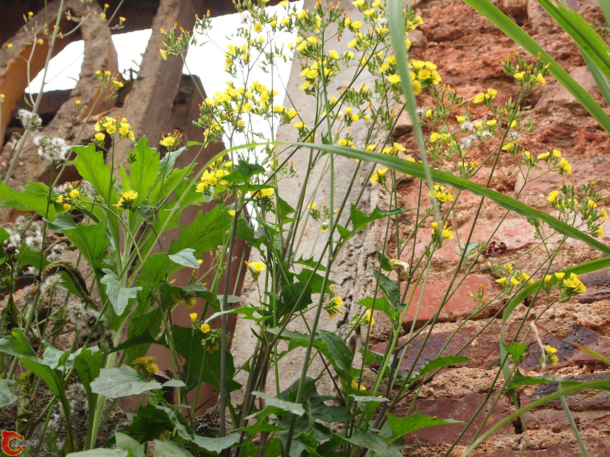 P4160760.JPG