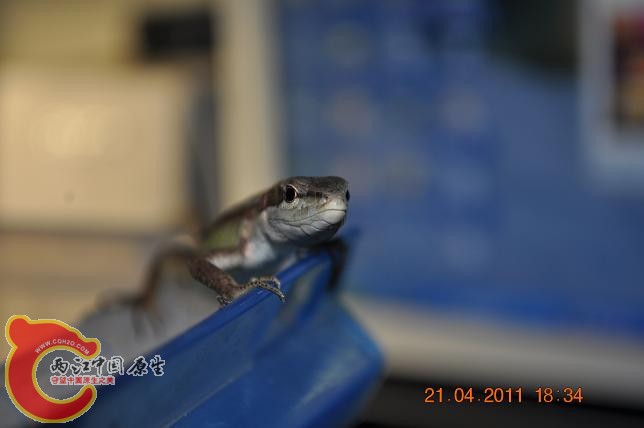 DSC_0471.JPG