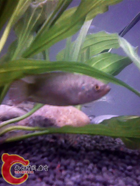 圆尾斗鱼2