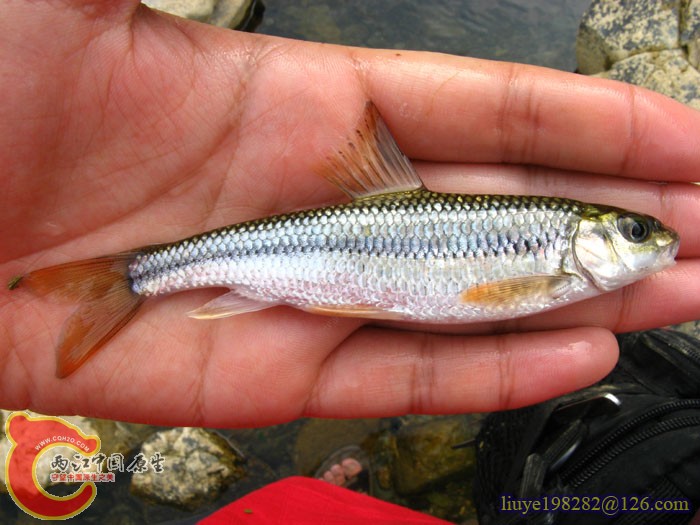 IMG_1849a粗须铲颌鱼Varicorhinus（Scaphesthe) barbatus (Lin).jpg